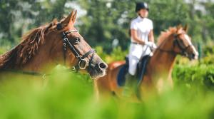 Arkivfoto: Adobe Stock