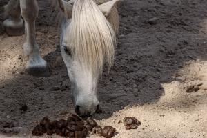 Arkivbild: Adobe Stock