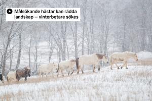 Arkivfoto: Adobe stock