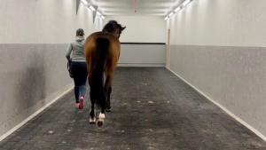  Nej - veterinären böjer inte din häst halt