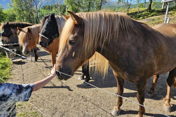 Symbolmetoden ger hästarna möjlighet att förmedla egna behov och preferenser. Foto: Grete H. M. Jørgensen
