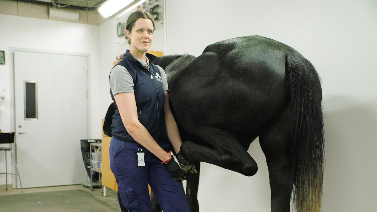 Emma Persson-Sjödin startar nu ett treårigt forskningsprojekt för förbättrad diagnostisering av hälta. Foto: Pressbild
