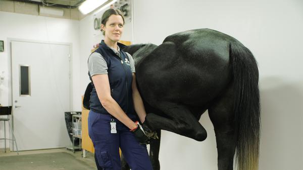 Emma Persson-Sjödin startar nu ett treårigt forskningsprojekt för förbättrad diagnostisering av hälta. Foto: Pressbild