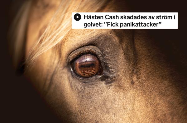 Arkivfoto: Adobe stock