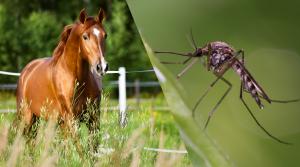 Arkivfoto: Adobe Stock