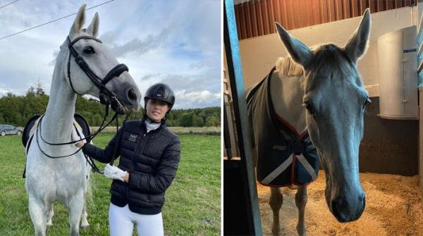 För Ida Pelander och Haldor börjar det kännas som att det går åt rätt håll på tävlingsbanan. Här berättar hon även mer om höstens rutiner.