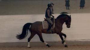 Vad vill vi föra för gener vidare inom aveln? 