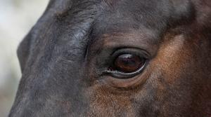 Arkivfoto: Adobe Stock