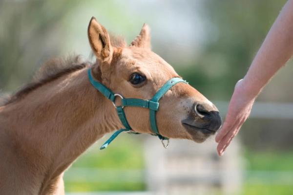 Tidigt påtvingad hantering kan minska rädsla i stressande situationer, men stärker inte nödvändigtvis relationen till människor, konstaterar forskarna. Foto: Adobe Stock