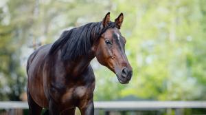 Arkivfoto: Adobe Stock