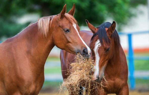 Låt övergången från bete ta tid