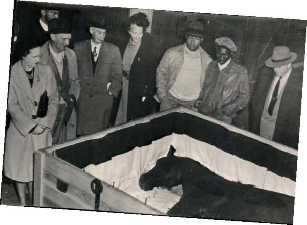 Kapplöpningshästen fick kista och begravning