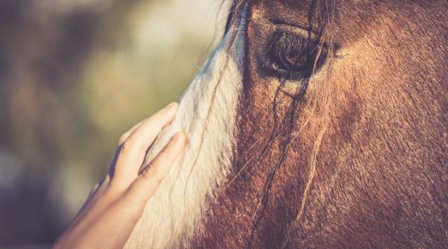 Foto: Adobe Stock