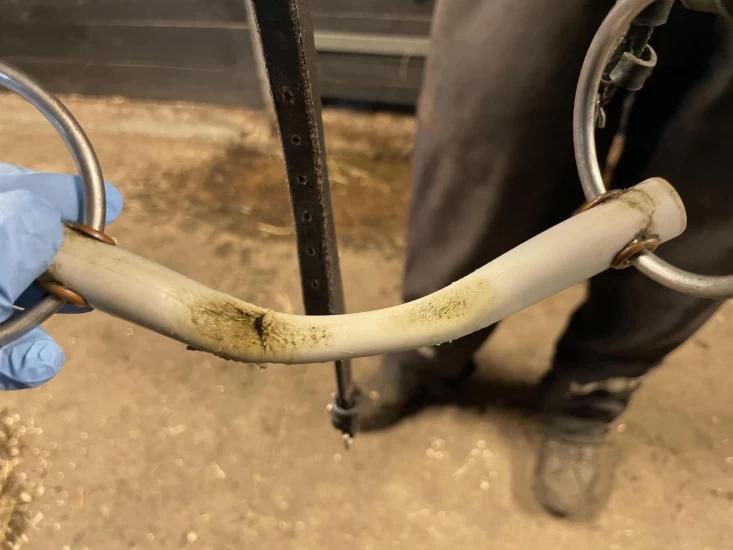 Bitmärken i platsbett. Foto: Privat