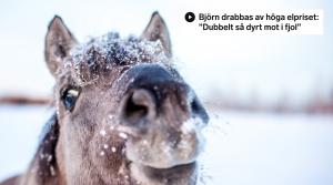 Arkivfoto: Adobe Stock