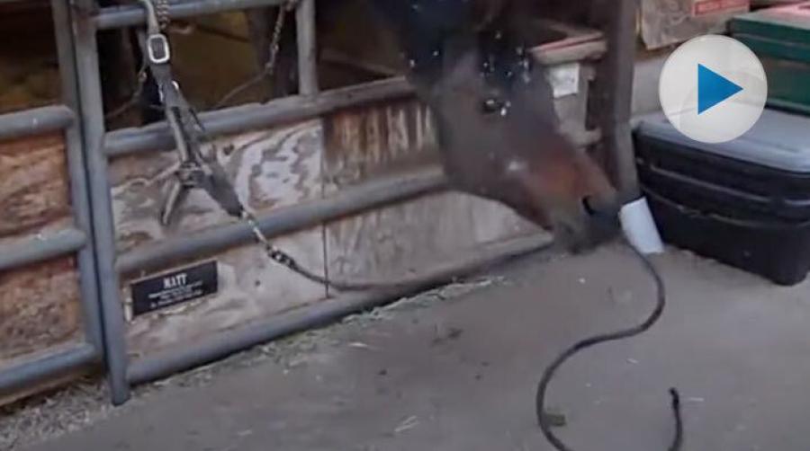 Vi efterlyser klipp på kreativa hästar