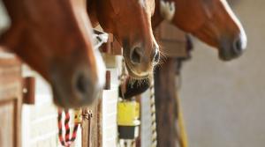 Arkivfoto: Adobe Stock