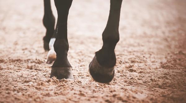 Kommunen backar – ger stöd till ridhusunderlag