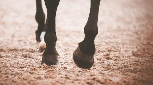 Kommunen backar – ger stöd till ridhusunderlag