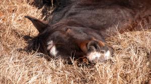 Arkivfoto: Adobe Stock