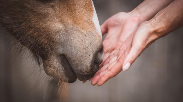 Arkivfoto: Adobe Stock