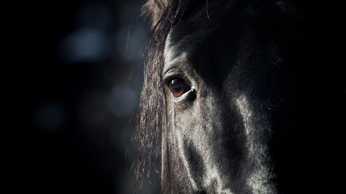 Arkivfoto: Adobe stock