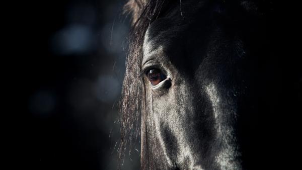 Arkivfoto: Adobe stock