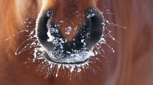 Arkivfoto: Adobe Stock