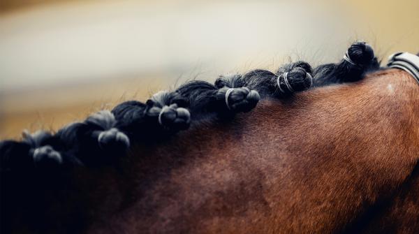 Arkivfoto: Adobe Stock