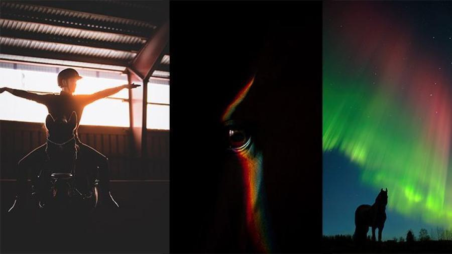 Tre av fyra kategori-vinnande bilder, från vänster Sofie Sköld - Häst i Arbete , Sophie Gustafsson - Konstnärligt Fotografi, Olle Bjernulf - Känslosamma Porträtt. Se dem i deras rätta format i artikeln.