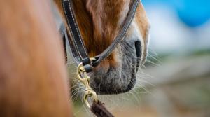 Arkivfoto: Adobe Stock