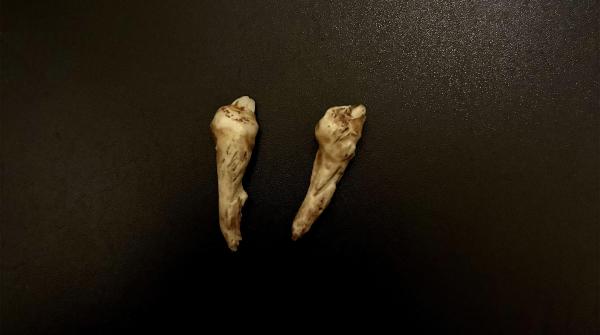 En noggrann munhåleundersökning genomförd av veterinär är avgörande för att hitta vargtänder. Även tänder som ligger dolda under slemhinnan går ofta att känna. Foto: Adobe Stock och Privat