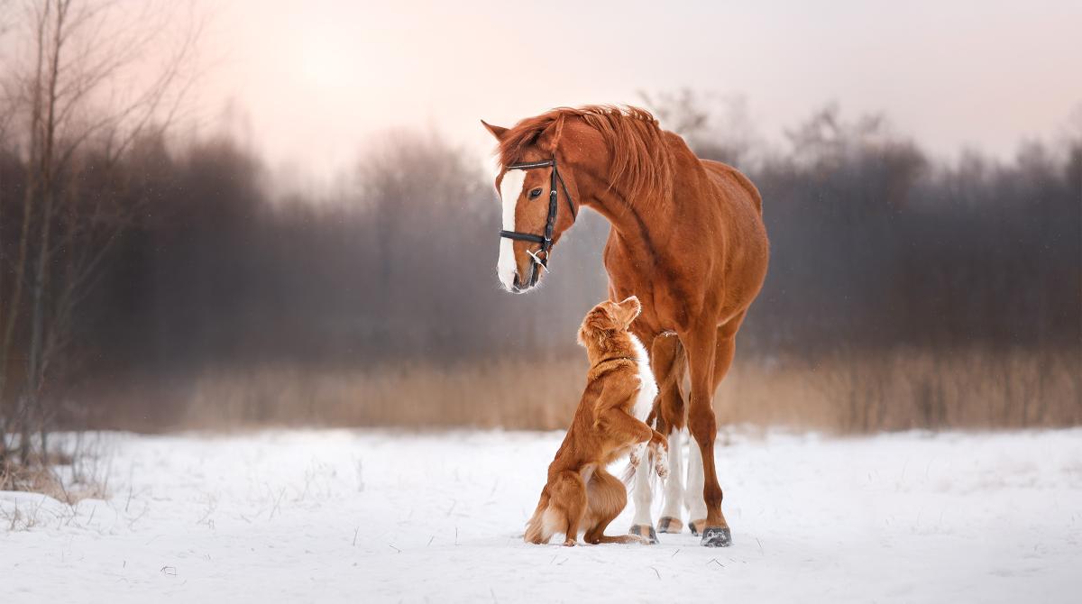 Arkivfoto: Adobe Stock