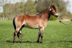 Fåglabäcks Noack 740. Pressbild: Pernilla Hägg