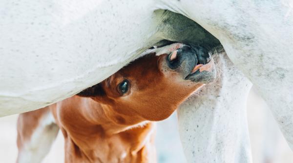 Arkivfoto: Adobe Stock