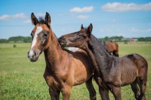 Arkivbild: Ida Lindemann