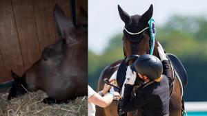 Foto: Skärmavbild från Instagram och Tomas Holcbecher