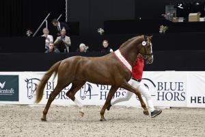 Fireball (e. Fifty-Fifty – Blue Hors Don Schufro), uppfödd och ägd av Gränsbo i Sverige. Foto: Ridehesten.com