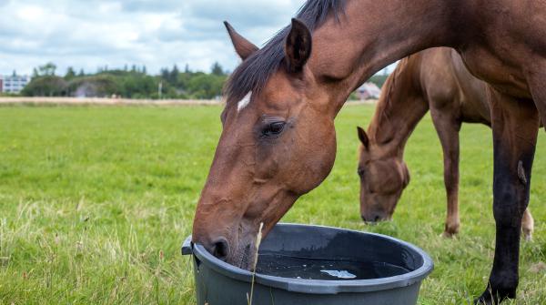 Arkivfoto: Adobe Stock