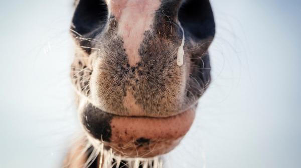 Arkivfoto: Adobe Stock