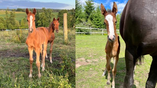 Gör vi för mycket med våra unghästar?