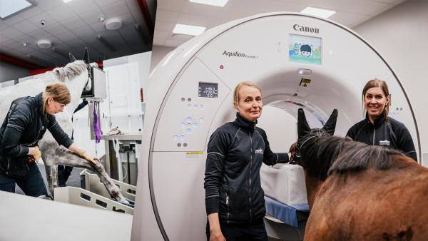 Det går att undersöka många kroppsdelar med en CT-röntgen – bland annat hovar och huvud. Här tar Anna Eriksson-Kieffer och Sara Skog hand om hästarna. Foto: Ida Lindemann