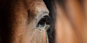 Häst saknas efter jordskred