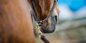 Arkivfoto: Adobe Stock