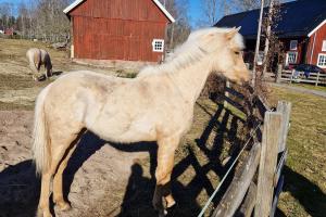 Björkas Isolde. Foto: Privat