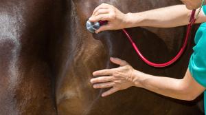 Arkivfoto: Adobe Stock