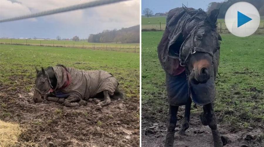 När hästlivet är som minst glamouröst