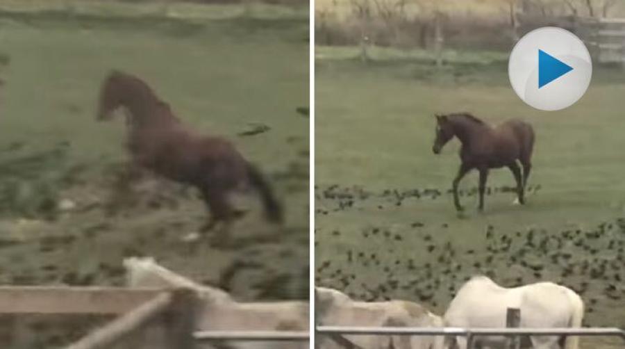 Vissa blir rädda för fåglar, andra bryr sig inte. Denna häst tycker att ett helt gäng fåglar är det roligaste som finns och busar gärna med dem.