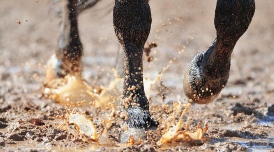 <p>Under årets blöta månader ökar ofta förekomsten av bakteriella hudinfektioner, så som mugg. Här är tips och råd på vad du som hästägare kan göra.