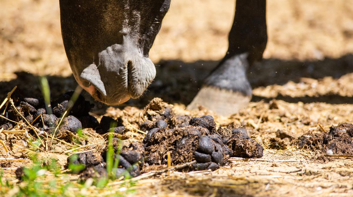 Arkivfoto: Adobe Stock